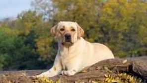 Jak zavolat chlapcova psa: doporučení, jména jmen